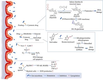 Exploring the Modulatory Effects of Gut Microbiota in Anti-Cancer Therapy